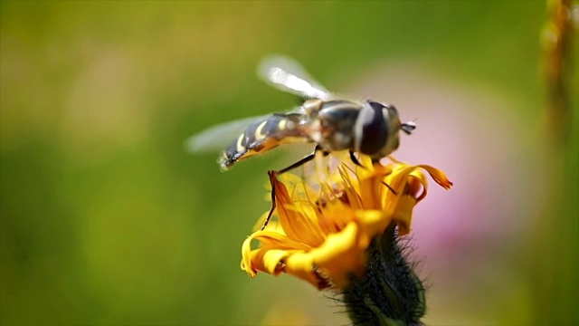黄蜂采集花蜜的慢动作。视频素材