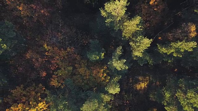秋季森林鸟瞰图视频下载