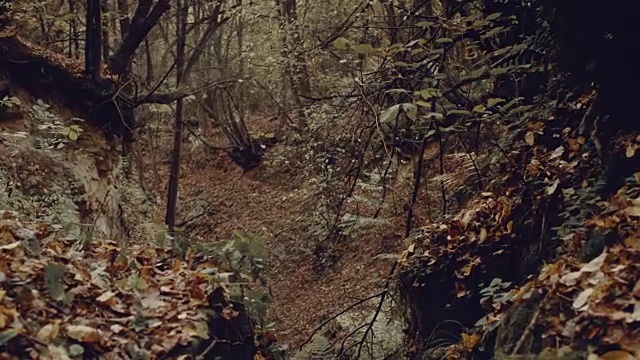 有雾和蕨类植物的秋天森林视频素材