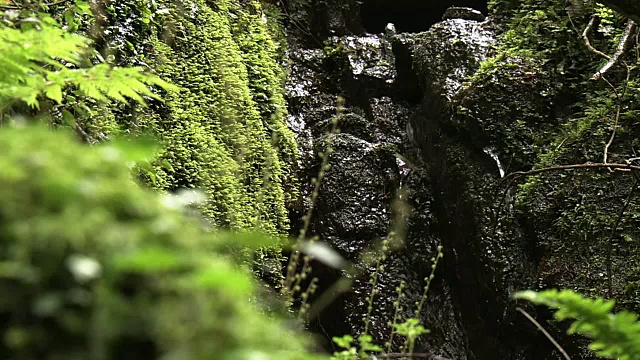 日本福冈昂加河上游的森林视频素材