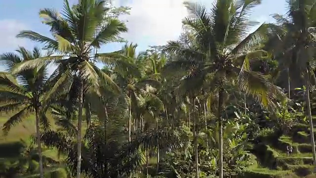 印度尼西亚巴厘岛的绿色稻田视频下载