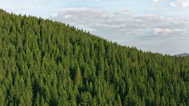 空中广阔的森林在一个晴朗的日子视频素材