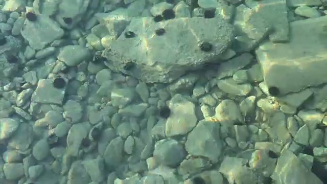 美丽的浅海，底部有海胆，周围有小鱼视频素材