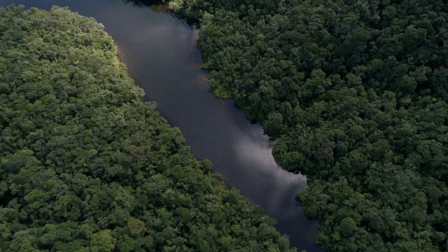 顶层视图的河流在热带雨林视频素材