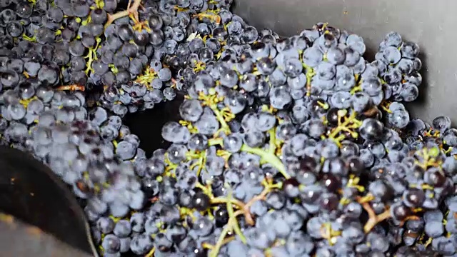 压榨紫葡萄-意大利南部的酿酒-慢动作视频素材