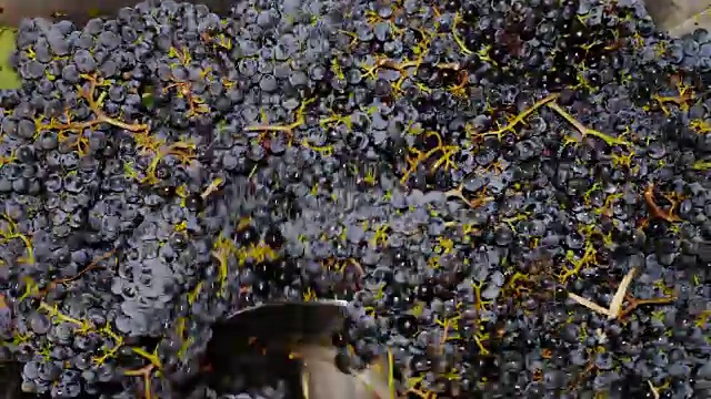 在意大利南部，用压榨机榨葡萄酒视频素材