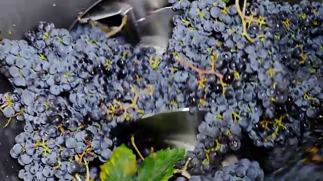 意大利南部的压榨葡萄酿制葡萄酒视频素材