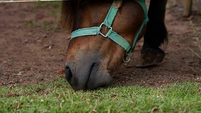 马头吃草的特写视频素材
