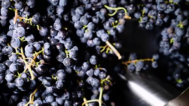 压榨紫葡萄，酿酒——意大利卡拉布里亚视频素材
