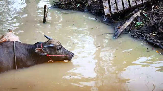 野生动物视频水牛浸在水或游泳在运河，和清洁动物野生动物的概念，4K或超高清分辨率。视频下载