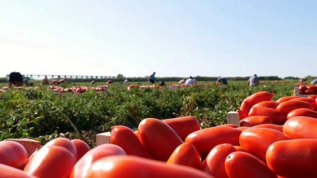 意大利南部夏天收获西红柿:农民在地里干活视频素材