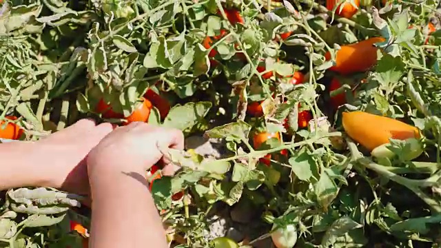 意大利卡拉布里亚的罗萨诺，一名农民在灌木丛中采摘西红柿视频素材