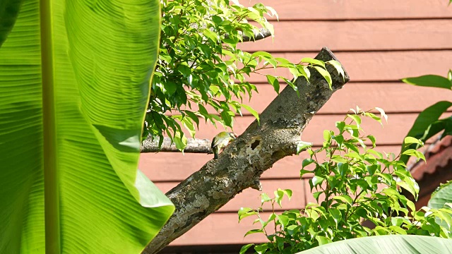 在树上筑巢的巨蛾科鸟视频下载