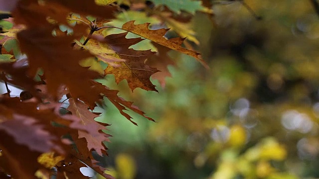 秋天。秋天的场景。美丽的自然景色，树木和树叶。自然背景。有选择性的重点。视频素材