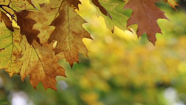 秋天。秋天的场景。美丽的自然景色，树木和树叶。自然背景。有选择性的重点。视频素材