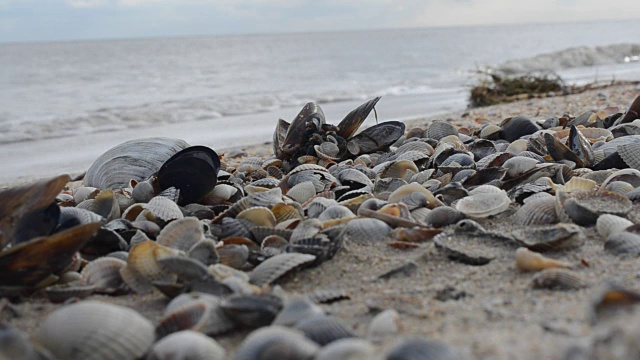 贝壳在沙地上。视频素材