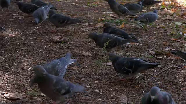 公园里有很多鸽子在啄食谷粒视频素材