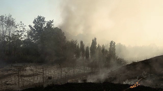 森林火灾扑灭后的森林画像视频素材
