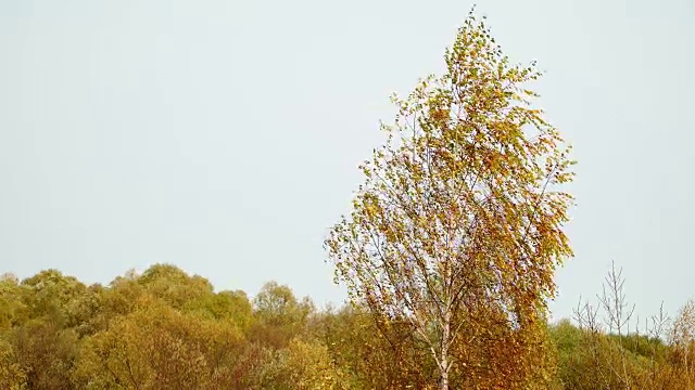 鸟瞰图黄色的秋叶桦树在强烈的风颤背柳树林。树在风中摇摆。五颜六色的树叶的树。成熟的秋天。树在风中摇摆。秋天的森林里，树叶飘落。环境保护森林资源视频素材