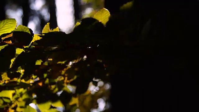 秋叶间的阳光视频素材