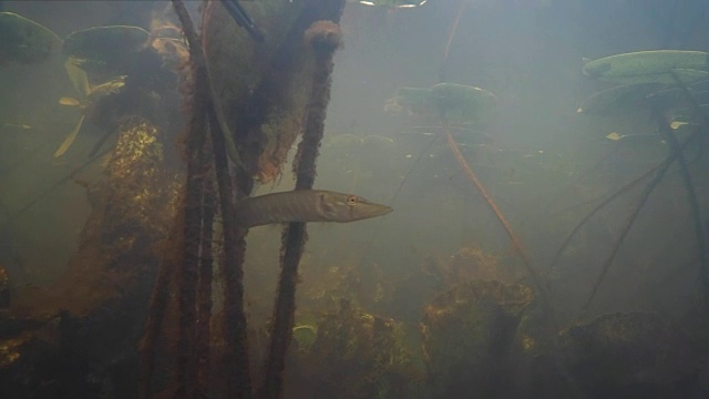 水下的淡水鱼。视频素材