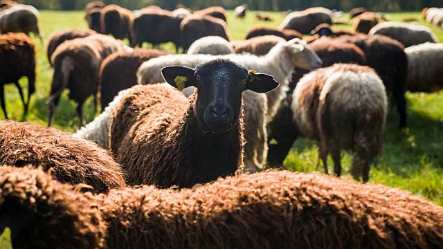 在草地上吃草的一群羊中脱颖而出的羊视频素材