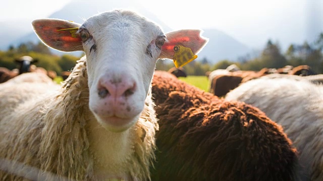 好奇的羊看着镜头，而其他人在牧场上吃草视频素材