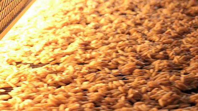 工厂烘干小麦谷物视频素材