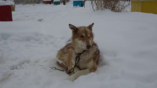 狗在雪中休息视频下载