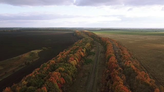 森林日落时的秋景视频素材