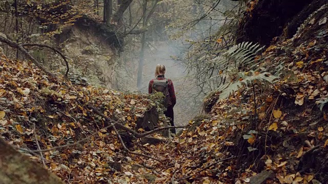 探索荒野地区的女人。秋天的森林视频下载