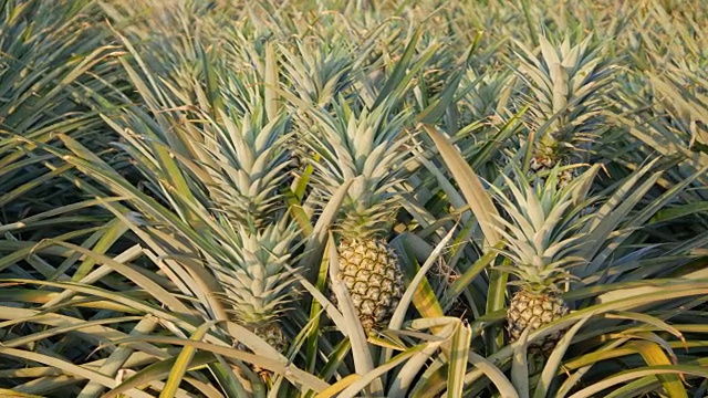 大量的菠萝。在泰国自然生长的水果视频下载
