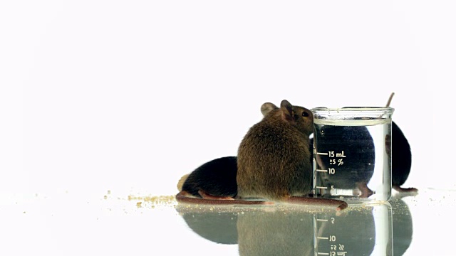 肥胖和健康对照小鼠的饮食视频素材