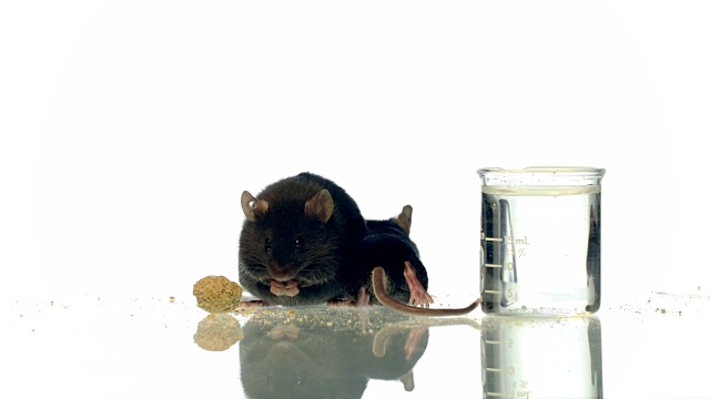 肥胖和健康对照小鼠的饮食视频素材