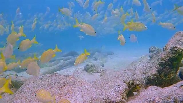 一群黄色鲷鱼在加勒比海-伯利兹堡礁/龙涎香礁视频素材