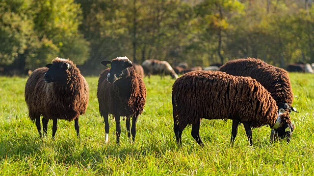 在牧场上吃草的黑羊视频素材