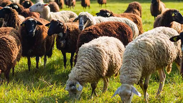 在牧场上吃草的一群黑白相间的绵羊视频素材