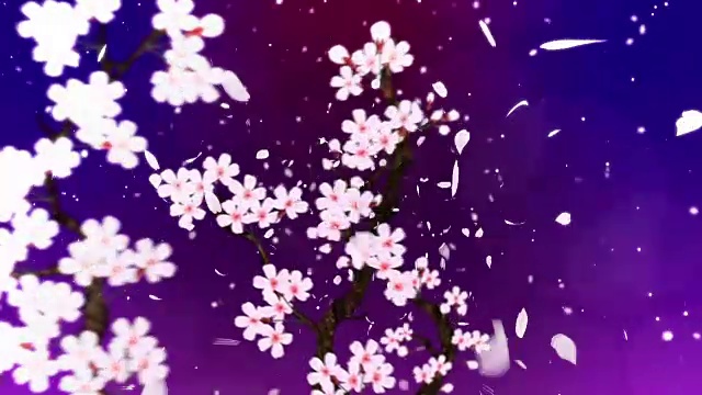 樱花盛开，循环动画，视频素材