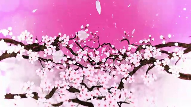 樱花盛开，循环动画，视频下载
