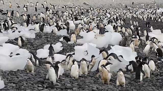 阿德利企鹅在海滩上散步视频下载