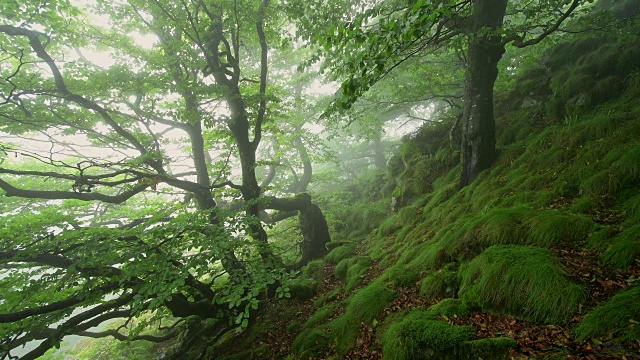 在一个雾蒙蒙的早晨在山顶上的森林，霍夫比伯，米尔斯堡山，罗恩山山脉，黑塞，德国视频素材
