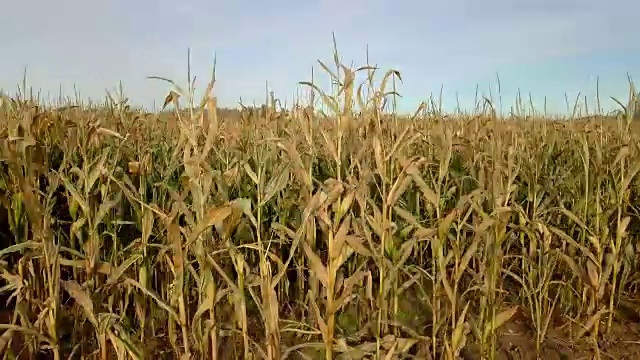 受损的玉米田视频素材