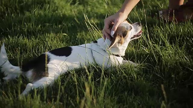 一个女孩坐在草地上和一只小狗玩耍视频素材