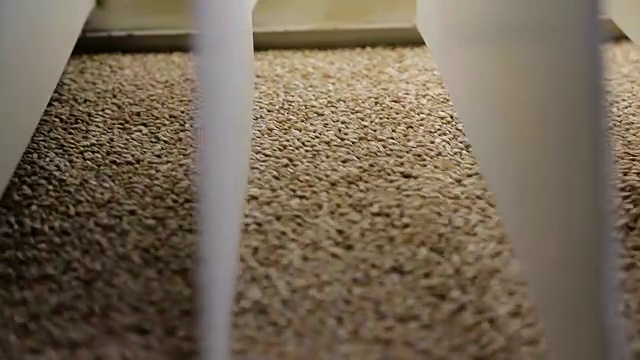 在面粉厂清理杂物中的谷物视频素材