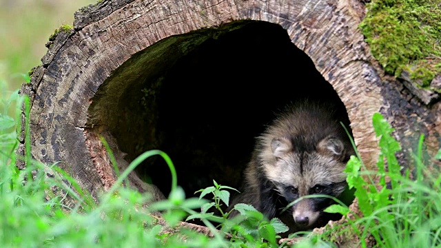 德国黑森州，浣熊，河狸，空心树干视频下载