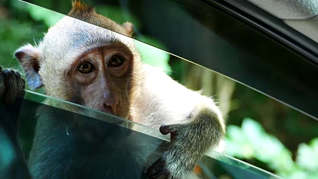 猴子在窗边的车里等人送食物视频素材