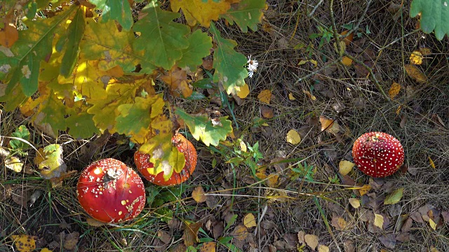 秋天森林里的红阿曼尼塔视频下载