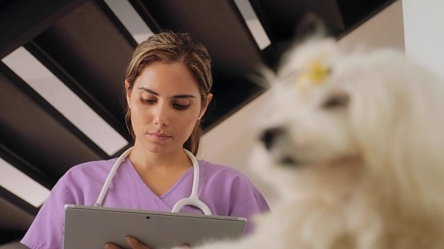兽医使用平板电脑与狗的家访视频素材