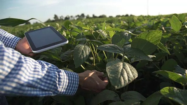 农民在大豆地里使用平板电脑视频下载