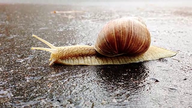 雨后蜗牛在潮湿的柏油路上过马路。视频下载